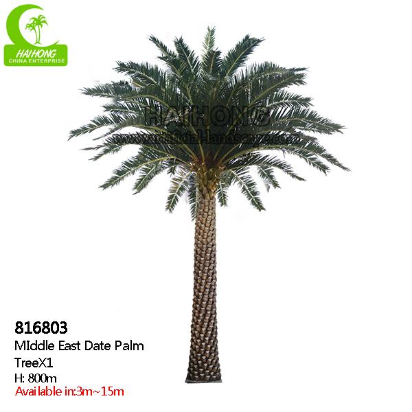 Palmeira da data de Médio Oriente