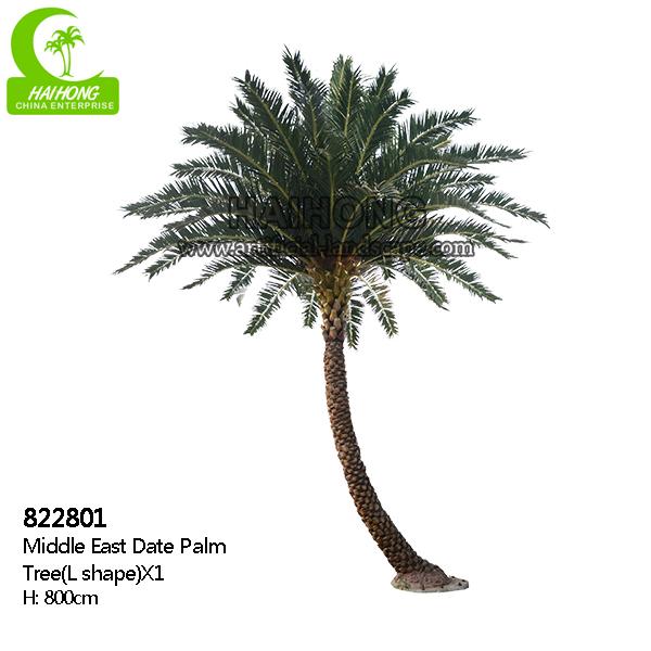 Palmeira da data de Médio Oriente
