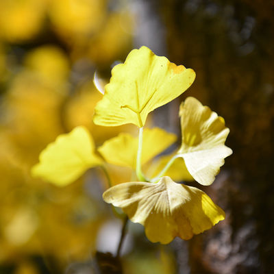 Evergreen Artificial Ginkgo Tree Natural Color Outdoor Anti UV Plants