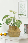 Ornamental Small Items Artificial Potted Floor Plants Philodendron Birkin