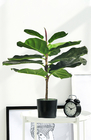 Harmless Artificial Ficus Lyrata 65cm Indoor Potted Plant For Garden Decor