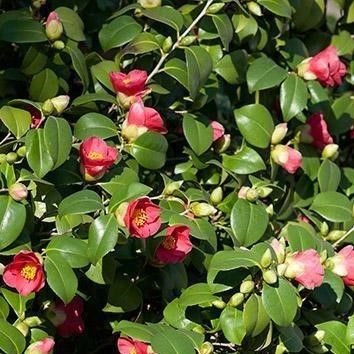 Party Real Touch Artificial Plants 120cm Height Camellia Tree