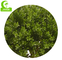 Anti árvore artificial de desvanecimento do Topiary, árvore espiral artificial 110cm