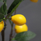 Planta amarela do verde em pasta interno 100cm artificial vivo do limão da árvore de fruto