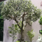 Decoração feita sob encomenda de Olive Artificial Landscape Trees Garden da fibra de vidro