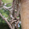 O costume seco do tronco de árvore da fibra de vidro vivo sustenta o estilo retro que planta a decoração