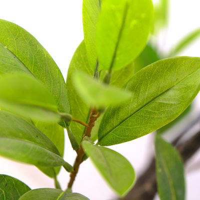 Artificial mangrove tree green home deco hotel office potted tree