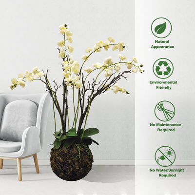 Lifelike Green Artificial Tropical Plant For Office Table Moth Orchid